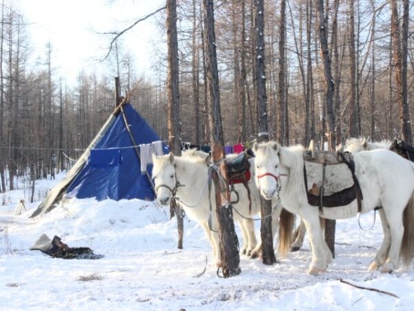 NORTHERN MONGOLIA TRAVEL AND KHUVSGUL’S TSAATAN HOMESTAYS